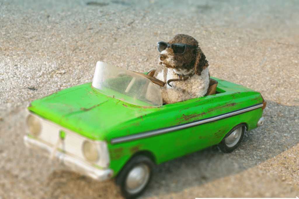 a dog driving a car