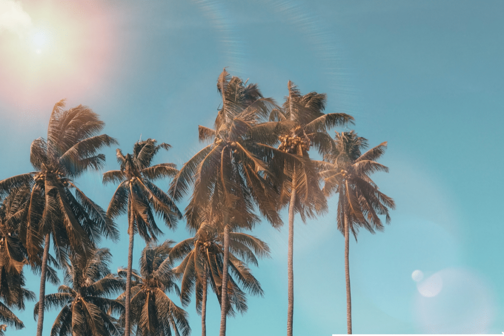 palm trees lined up during sunset