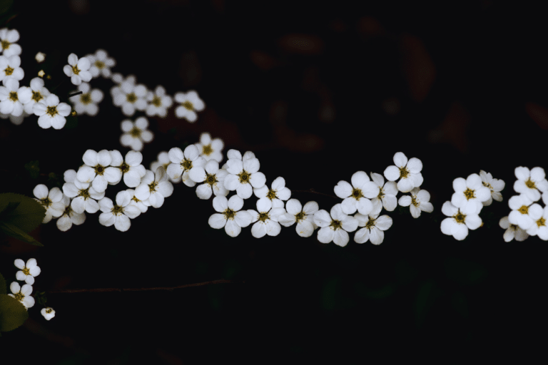 White lillies spread around